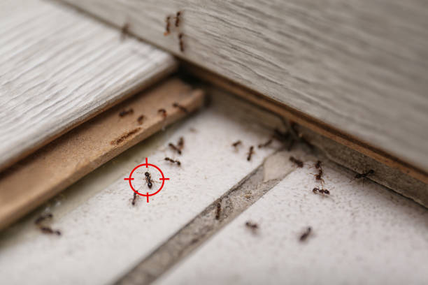 Best Wildlife Control Services  in Hickory Creek, TX