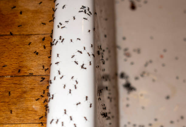 Best Pest Removal Services  in Hickory Creek, TX